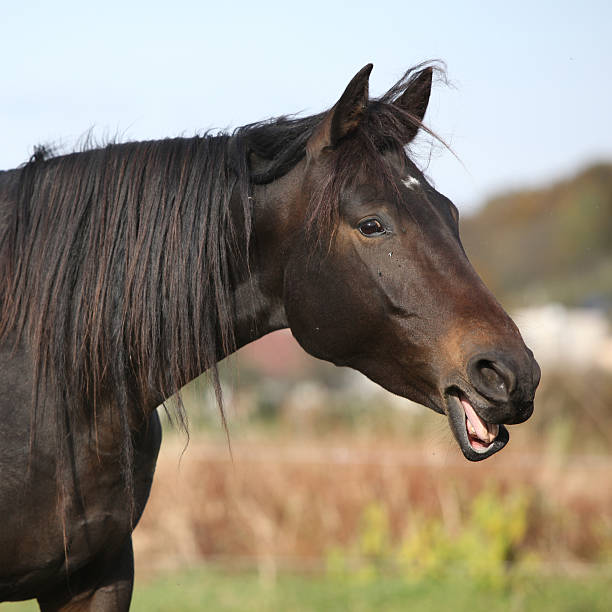 istock Nice kabardin horse yawning 473093844