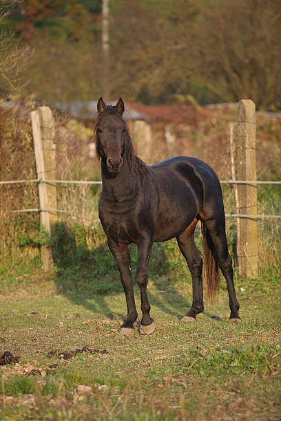 istock Nice black kabardin horse in autumn 473096452