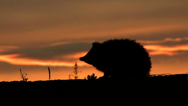 Hedgehog Evening