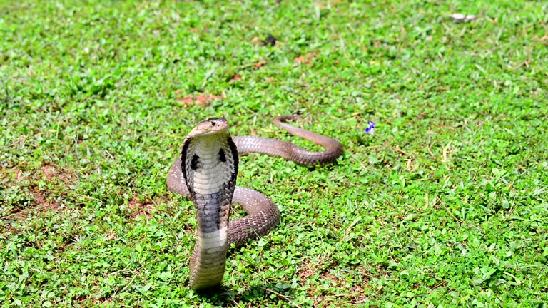 Cobra Snake Stock Videos and Royalty-Free Footage - iStock Cobra Snake Stock Videos and Royalty-Free Footage - iStock