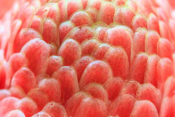 istock Etlingera Elatior or Red Torch Ginger 473099518