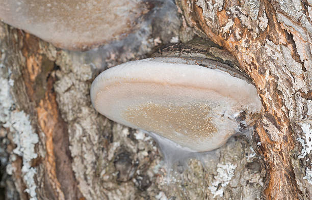 istock Phellinus polypore growing on Swedish whitebeam, Sorbus intermedia 473099662