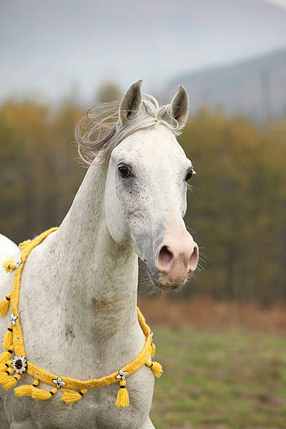 素晴らしいホワイトのアラビアスタリオンフライングたてがみ - horse arabian horse arabia white ストックフォトと画像