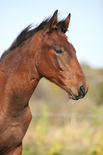 istock Nice kabardin horse foal in autumn 473100472