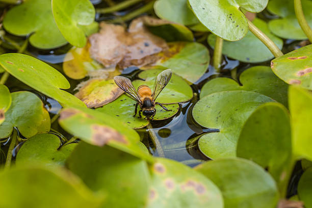 abelha bebendo água no verão com frogbit comum fundo - waterdroplets - fotografias e filmes do acervo