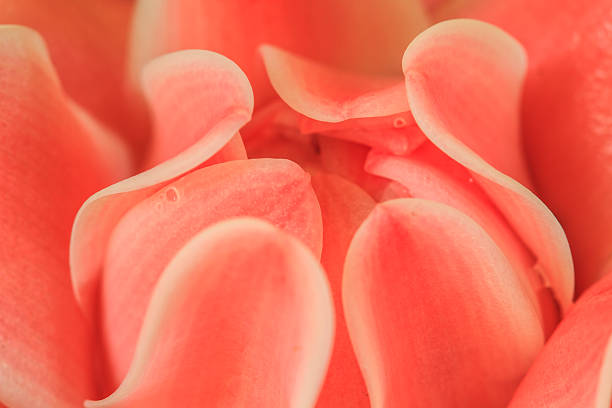 istock Etlingera Elatior or Red Torch Ginger 473100870