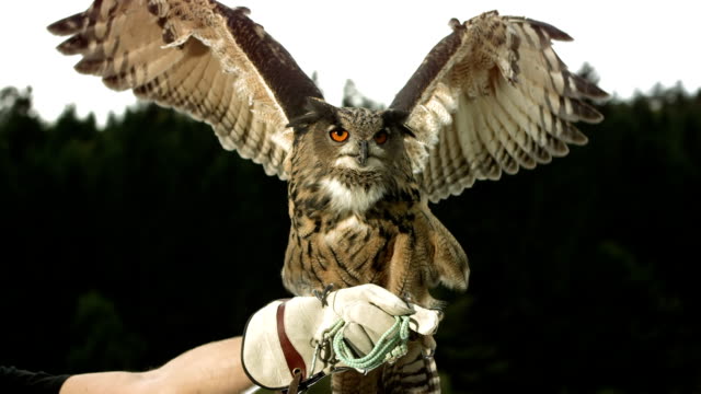 HD Super Slow-Mo: Falconer With Horned Owl