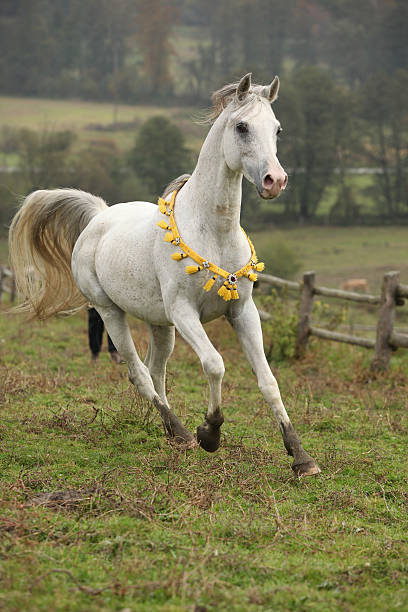 素晴らしいホワイトのアラビアスタリオンフライングたてがみ - horse arabian horse arabia white ストックフォトと画像