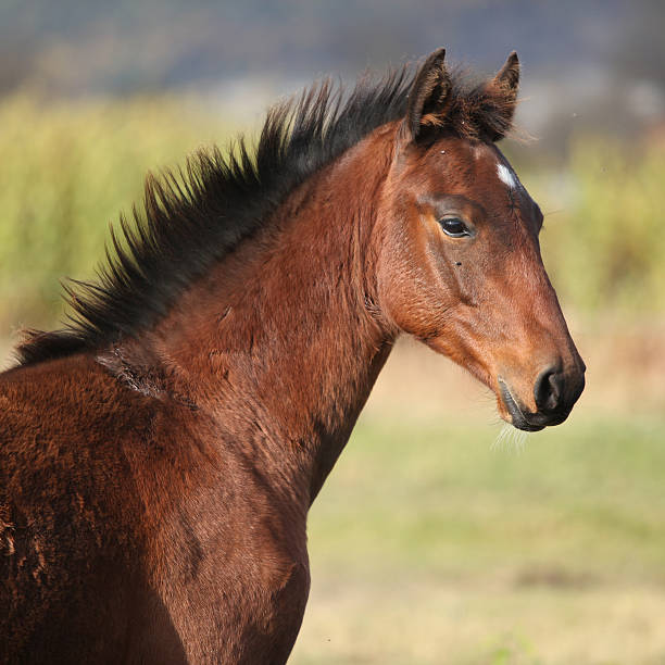 istock Nice kabardin horse foal in autumn 473102914