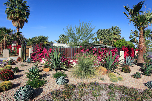 Array of color and textures in a cactus and succulent xeriscaped garden. Bougainvillea on back wall.