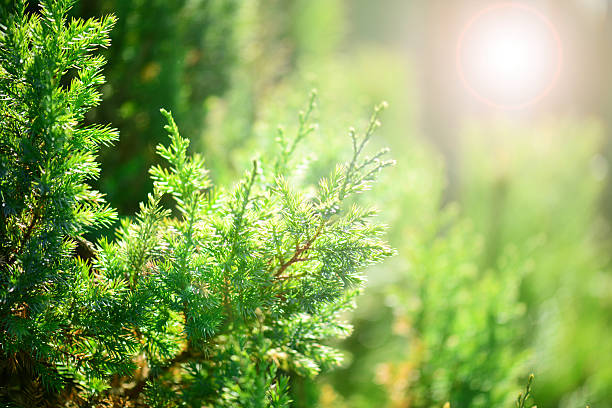 istock conifers in the garden 473112334