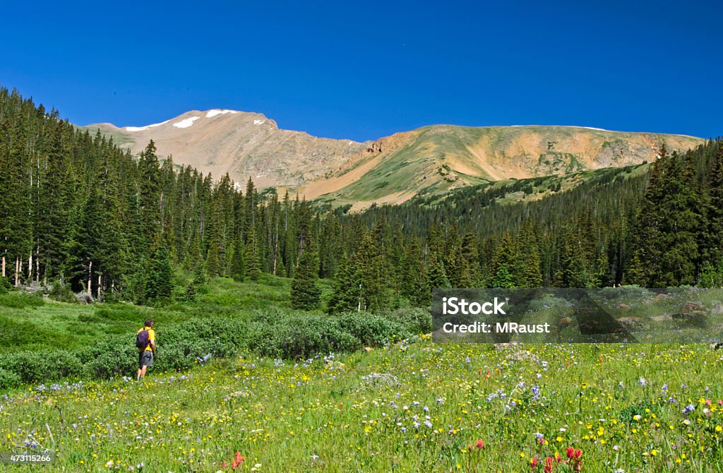 Lone hiker in a Mountain Meadow A hiker in a summer mountain meadow filled with wildflowers in the Colorado Rocky Mountains 2015 Stock Photo