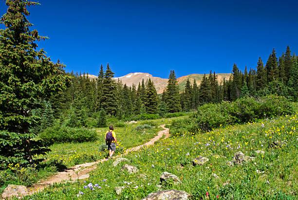 A hiker in a summer mountain meadow filled with wildflowers in the Colorado Rocky Mountains