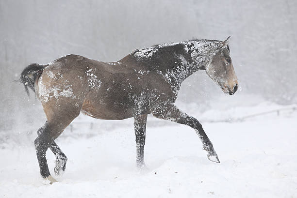 istock Nice bay quarter horse moving in winter 473115316