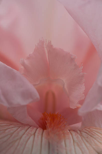 istock Macro of a pink bearded Iris flower 473115544