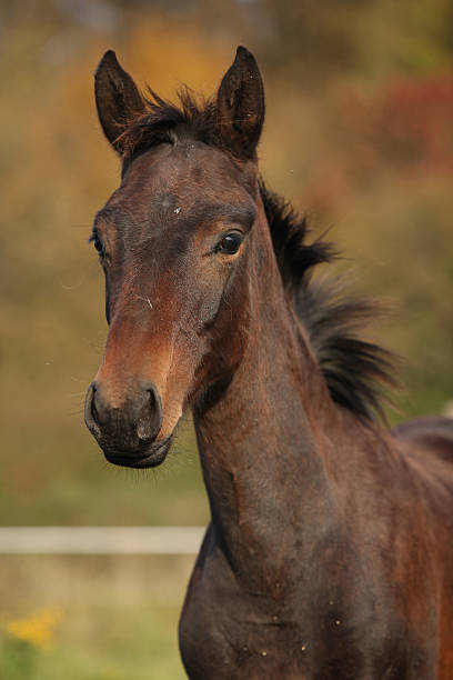 istock Nice kabardin horse foal in autumn 473117754