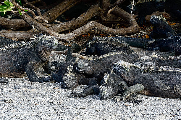 marine iguanas ilha fernandina de galápagos - fernandina beach - fotografias e filmes do acervo