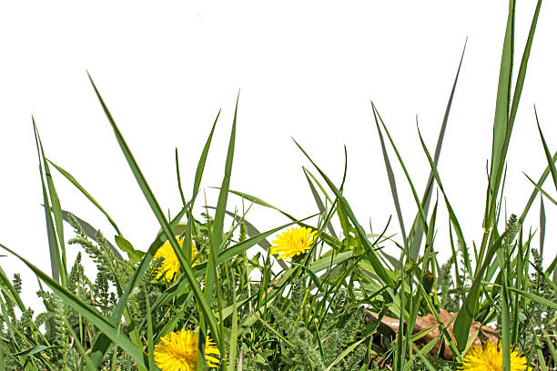 istock Grass and dedelions on a white background- copy space 473118236