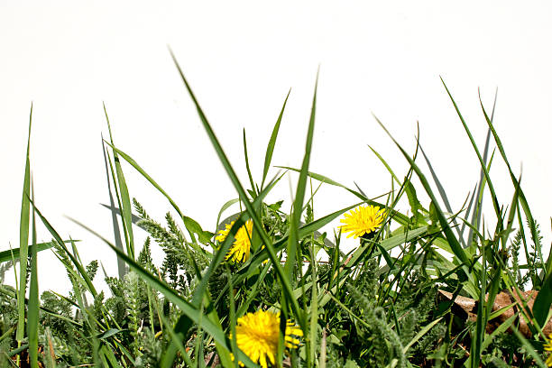 istock Grass and dandelions on a white background- copy space 473118238