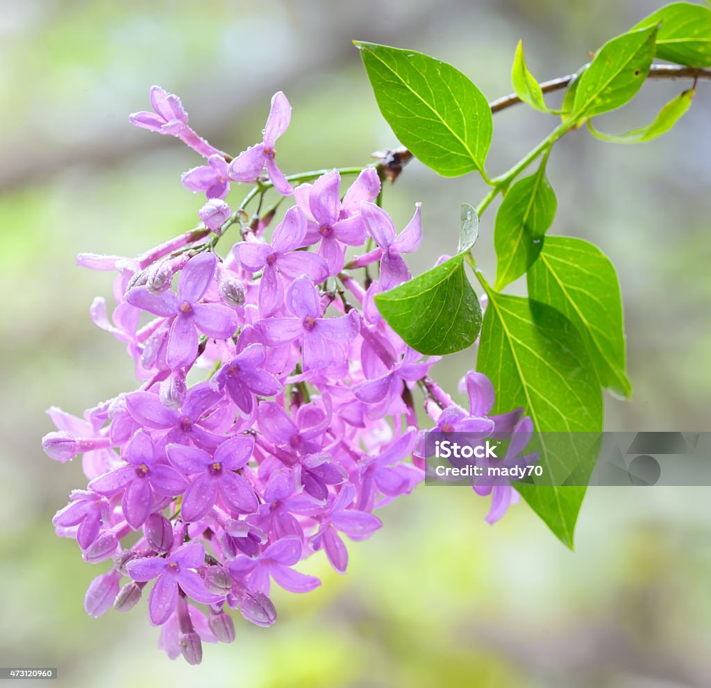 lilac violet flowers Macro image of spring lilac violet flowers 2015 Stock Photo