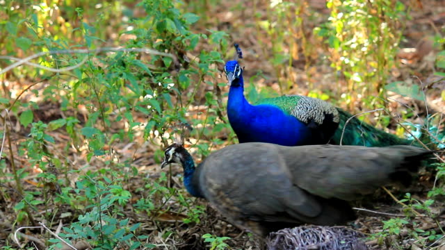 Peacock family in the wild