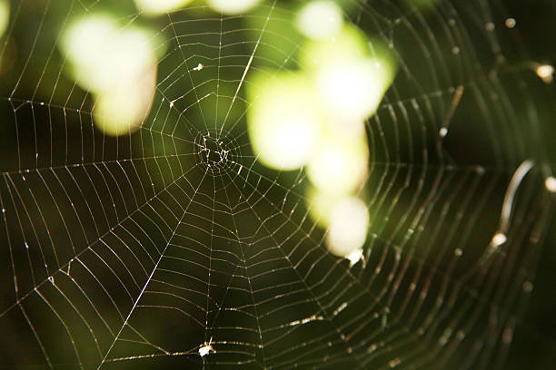 araignée - mesh web spider photos et images de collection