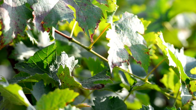 Grapes in vine yard