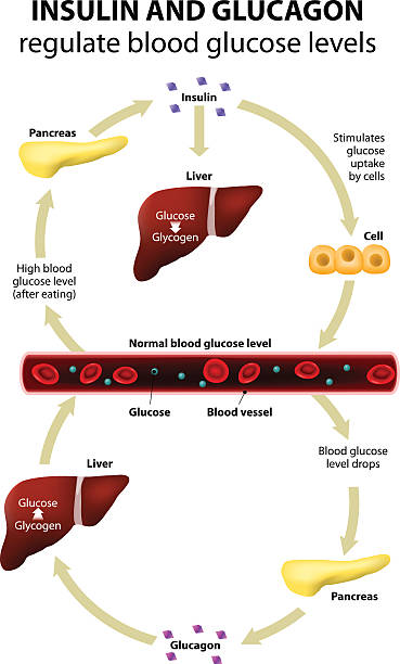 Insulin and glucagon Insulin and glucagon regulate blood glucose levels. Human anatomy. Liver and pancreas glycogen stock illustrations