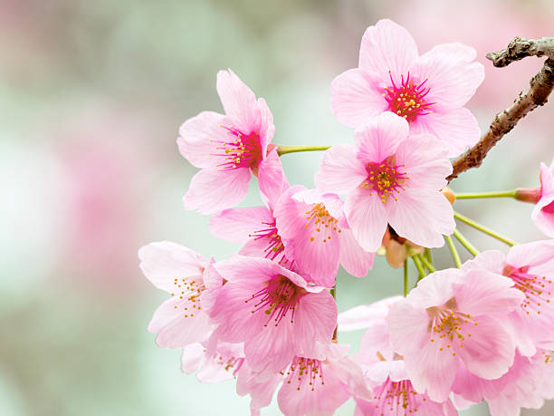 istock Full blooming of Someiyoshino in spring 473130344