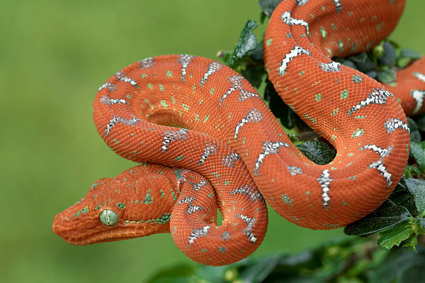 Emerald Tree Boa - Juvenile Red. Hunting in Tree Emerald Tree Boa - Juvenile Red. Hunting in Tree green boa snake corallus caninus stock pictures, royalty-free photos & images