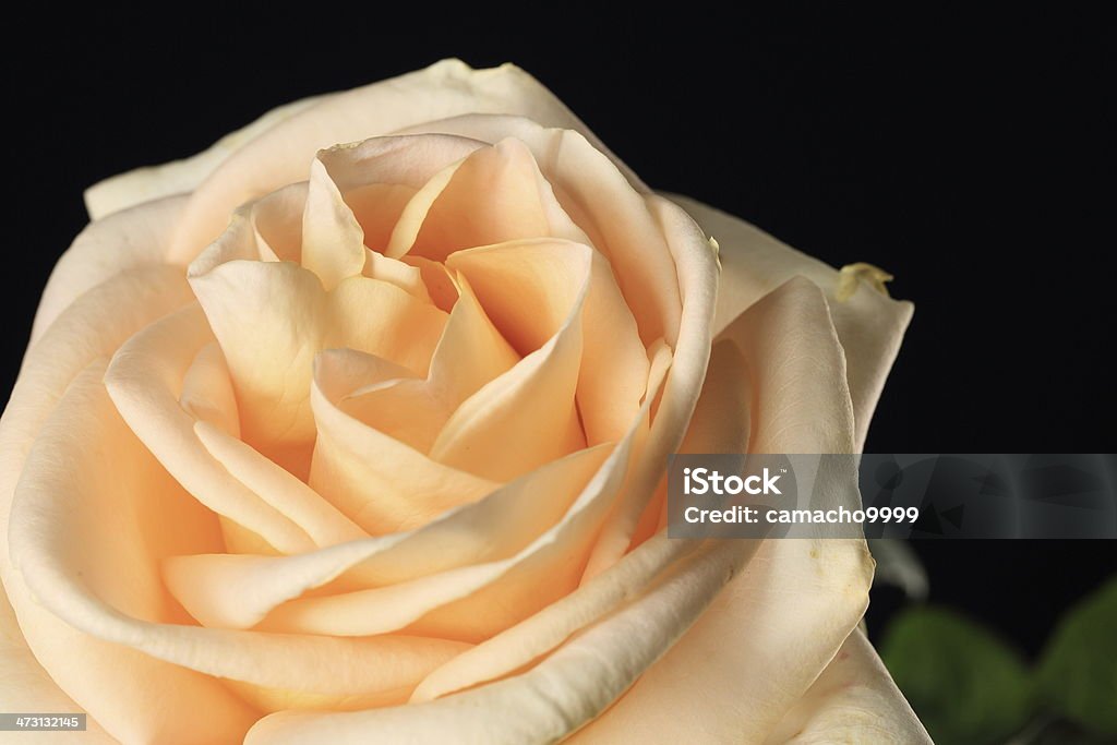 Peach Rose over Black Background Peach rose flower isolated in a macro shot over black background Coral Colored Stock Photo