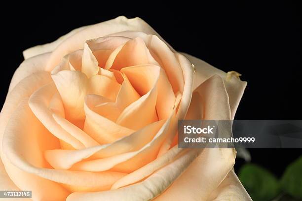 Peach Rose Over Black Background Stock Photo - Download Image Now - Coral Colored, Cut Out, Rose - Flower