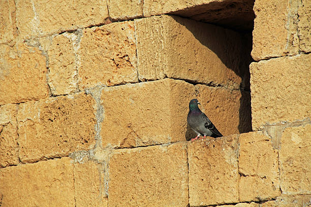 istock Pigeon on wall in Caesarea Maritima National Park 473132778