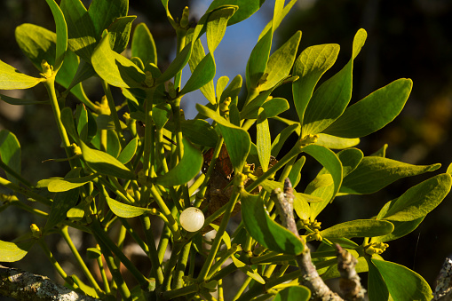 Mistletoe