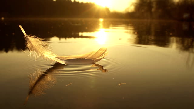 SLOW MOTION: Feather falls into the water