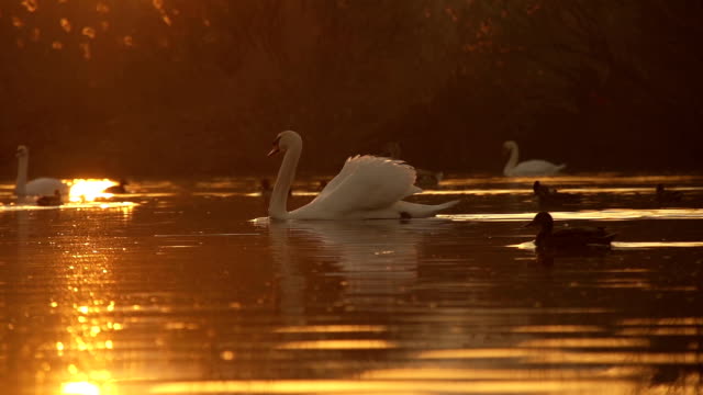 SLOW MOTION: Swans and ducks in a pond