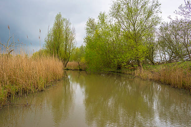 istock Reed along a canal under a cloudy sky in spring 473134298