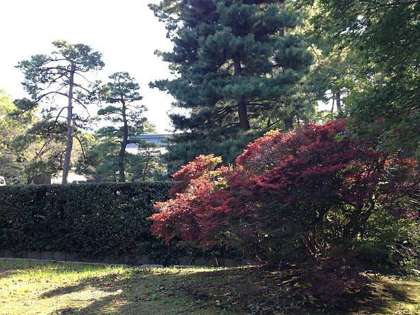 istock park in Tokyo, summer 473134448