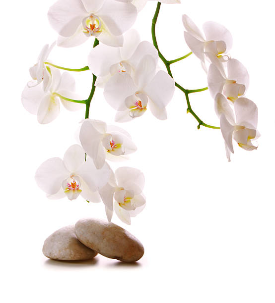 istock Massage Stones with Orchid. 473136968