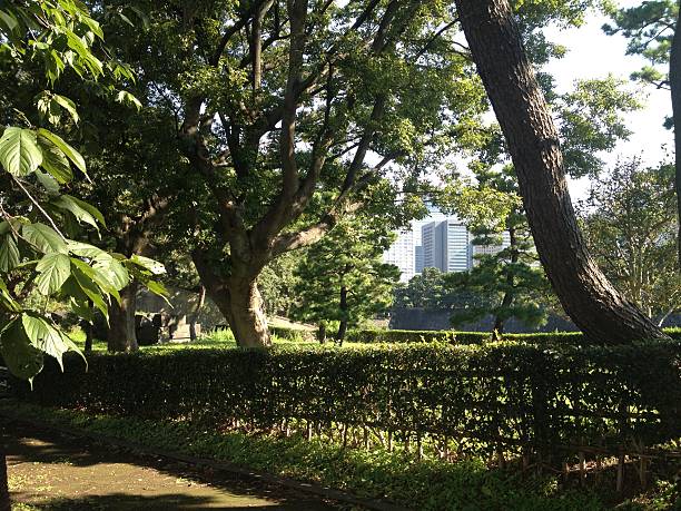 istock park in Tokyo, summer 473136988