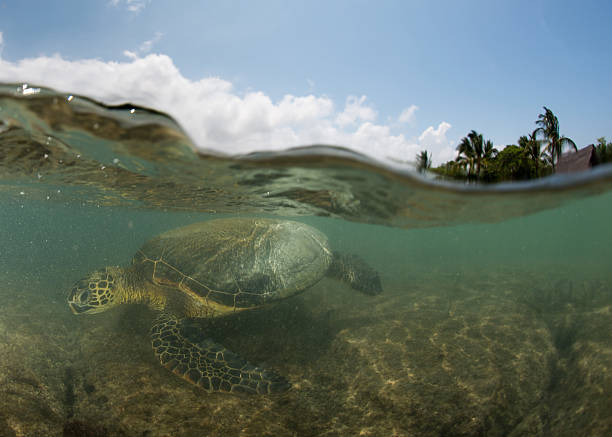 istock green turtle underwater close up near the shore 473137100