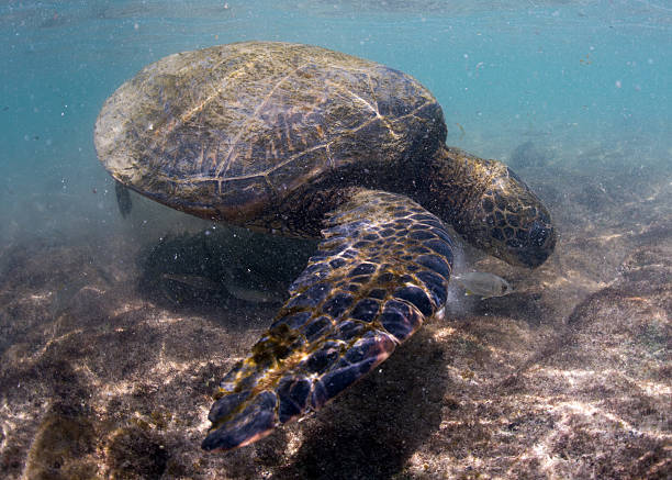 istock green turtle underwater close up near the shore 473137126