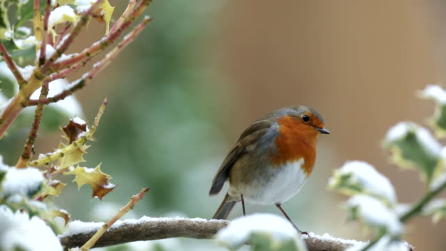 Robin on a snow covered branch