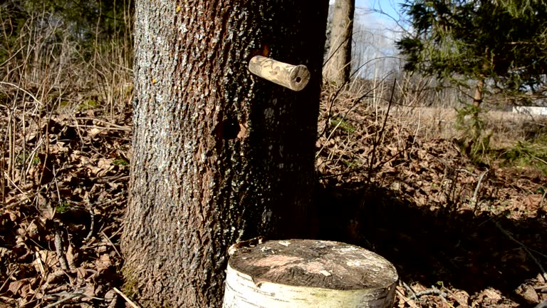 to hammer in maple wooden tap for spring sap