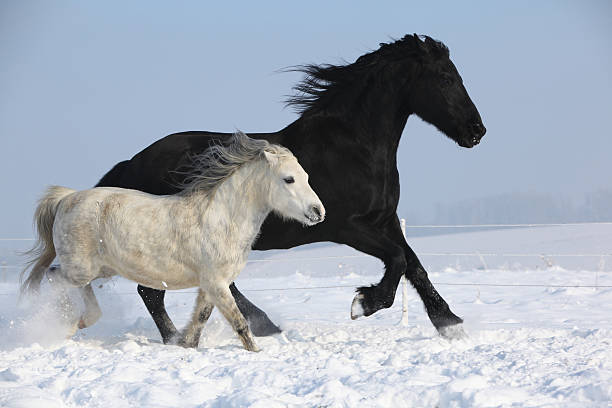 istock Black horse and white pony running together 473145594
