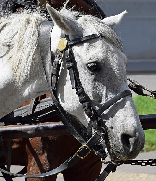 istock Head of a gray horse 473145994