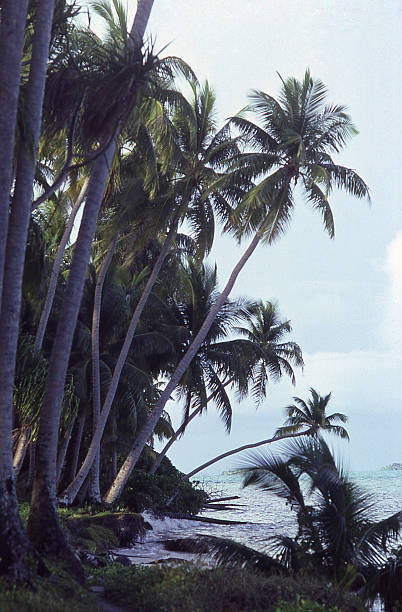 istock Silhouette of Coconut Palms over Pacific Ocean beach Marshall Islands 473146120