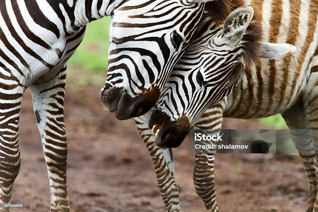 Zebras Zebras in Ngorongoro conservation area, Tanzania Africa 2015 Stock Photo