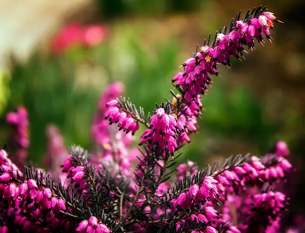 Closeup of Erica carnea