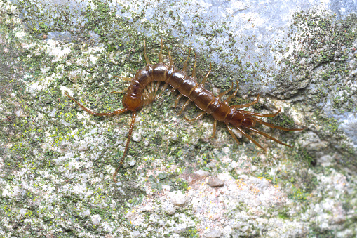 Brown or stone centipede (Lithobius forficatus) hunting in a garden by night